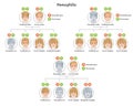 Hemophilia gene inheritance