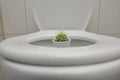 Hemorrhoids Pain With Thorny Cactus inside Toilet