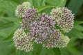 Hemp-agrimony Eupatorium cannabinum, budding pink flowers Royalty Free Stock Photo