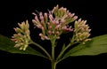 Hemp Agrimony Eupatorium cannabinum. Inflorescence Closeup Royalty Free Stock Photo