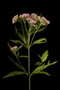 Hemp Agrimony Eupatorium cannabinum. Inflorescence Closeup Royalty Free Stock Photo