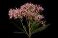 Hemp Agrimony Eupatorium cannabinum. Inflorescence Closeup Royalty Free Stock Photo