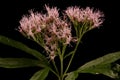 Hemp Agrimony Eupatorium cannabinum. Inflorescence Closeup Royalty Free Stock Photo