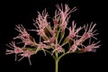 Hemp Agrimony Eupatorium cannabinum. Inflorescence Detail Closeup Royalty Free Stock Photo