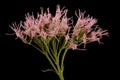 Hemp Agrimony Eupatorium cannabinum. Inflorescence Detail Closeup Royalty Free Stock Photo