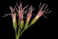 Hemp Agrimony Eupatorium cannabinum. Inflorescence Detail Closeup Royalty Free Stock Photo