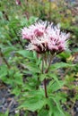 Hemp-agrimony (Eupatorium cannabinum) inflorescence Royalty Free Stock Photo