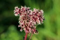 Hemp agrimony or Eupatorium cannabinum perennial ornamental plant with flower head full of open tiny fluffy pale dusty pink