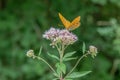 Hemp-agrimony Eupatorium cannabinum, pink flowers with butterfly Royalty Free Stock Photo