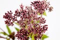 Hemp-agrimony, medicinal plant Royalty Free Stock Photo