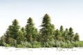 Hemp field. high resolution, Isolated on White Background.