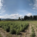 Hemp field. high resolution, Isolated on White Background. Royalty Free Stock Photo