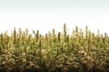 Hemp field. high resolution, Isolated on White Background.