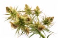 Hemp buds macro. high resolution, Isolated on White Background.