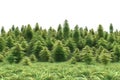 Hemp field. high resolution, Isolated on White Background.