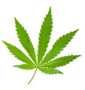 Hemp leaf