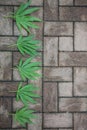 Hemp leaves on a structured stone floor