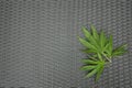 Hemp leaves on a structured stone floor Royalty Free Stock Photo