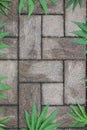 Hemp leaves on a structured stone floor