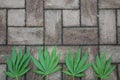 Hemp leaves on a structured stone floor