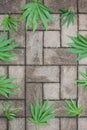 Hemp leaves on a structured stone floor Royalty Free Stock Photo