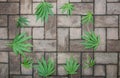 Hemp leaves on a structured stone floor Royalty Free Stock Photo