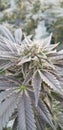 Hemp plant AC/DC flower Royalty Free Stock Photo