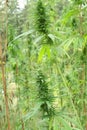 Hemp plant in detail from a plantation Royalty Free Stock Photo