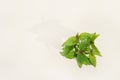 Hemp plant, marijuana leaves in yellow jug on white background. Medical marijuana. Concept of herbal alternative medicine, cbd oil