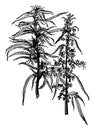 Hemp Plant vintage illustration