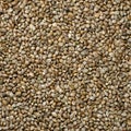 Hemp seeds background. Cannabis seeds close-up.