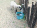 Closeup of a sheep drinking water from a running tap