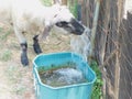 Closeup of a sheep drinking water from a running tap