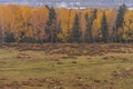 Hemu village in colorful autumn in morning golden light, Xinjiang, China