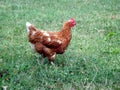 Hen