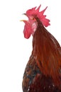 Hen