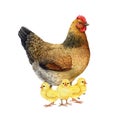 Hen with baby chicks brood. Watercolor illustration. Painted chicken family on white background. Farm bird with babies