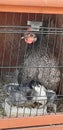 Hen and baby chicks jist born