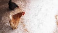 Hen in the backyard in winter day. Chicken pecks grain from the snow Royalty Free Stock Photo