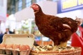 Hen in a basket with Golden eggs Royalty Free Stock Photo