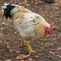 Hen Royalty Free Stock Photo