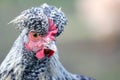 Hen with big topknot in the gray background