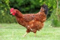 Hen in biofarm Royalty Free Stock Photo