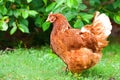 Hen in biofarm Royalty Free Stock Photo