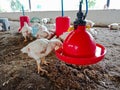 A hen bird drinking water from hanging containers at poultry farmhouse into soil land background