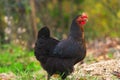 Hen black plumage jersey breed Royalty Free Stock Photo