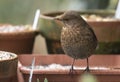 Hen blackbird sitting on some plant pots in the garden