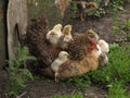 A hen a brood hen with chickens Royalty Free Stock Photo