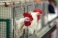 Hen in cages of industrial farm, portrait of the white crowing rooster close-up. Concept of poultry farming and Royalty Free Stock Photo