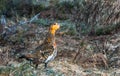 Hen capercaillie